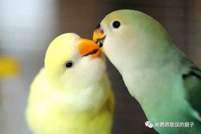 家养牡丹鹦鹉不繁殖?做好这4点想不繁殖都难,小鹦鹉一