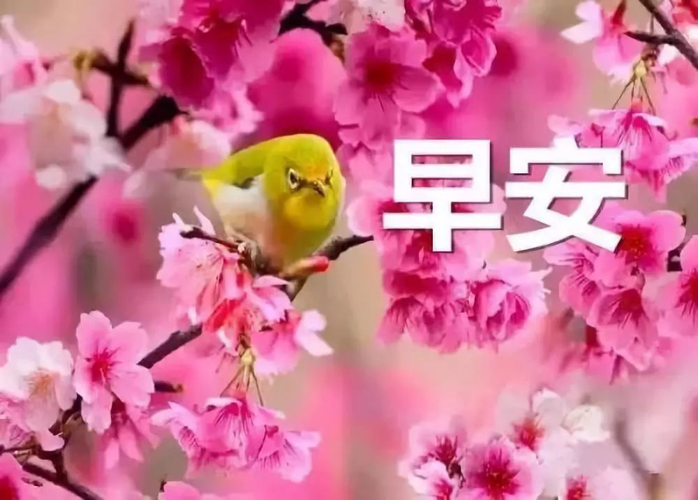 早上好一句话的精辟问候语