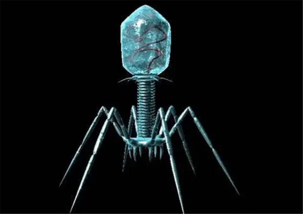 为什么噬菌体长得那么机械不像自然界的产物