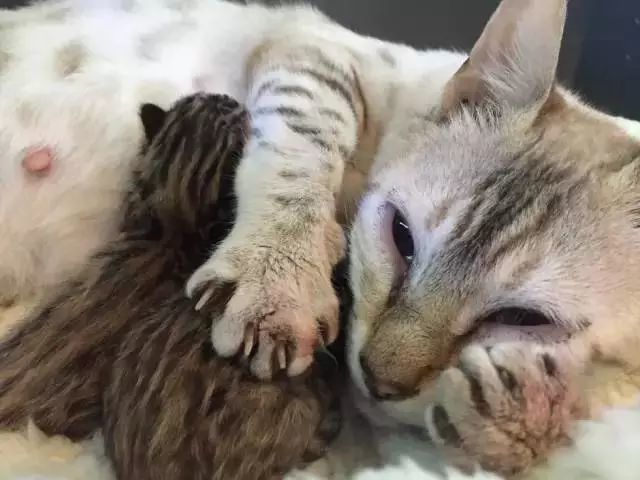 母猫诞下小猫后紧紧抱着不愿放开,看完原因泪奔