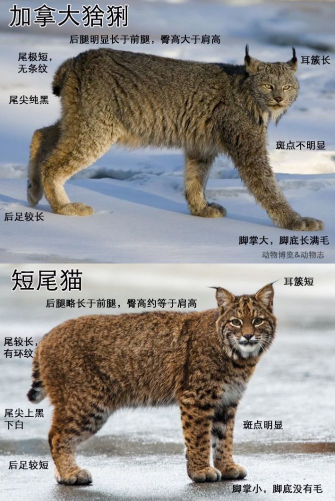 低温和深雪共同限制了短尾猫北上,使加拿大猞猁成为独占美洲北方狂野