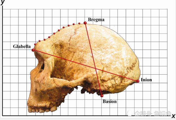 人类头骨中发现"黄金比例",科学家怀疑存在特殊的含意!