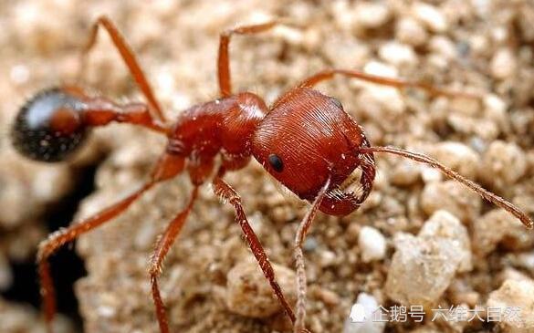 马里科帕须蚁四,行军蚁行军蚁主要生活在亚马孙河流域,喜欢群体生活