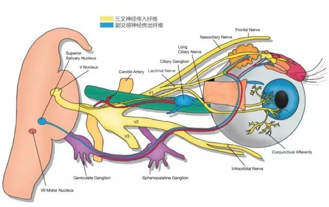 常见视神经疾病简介知识收藏贴