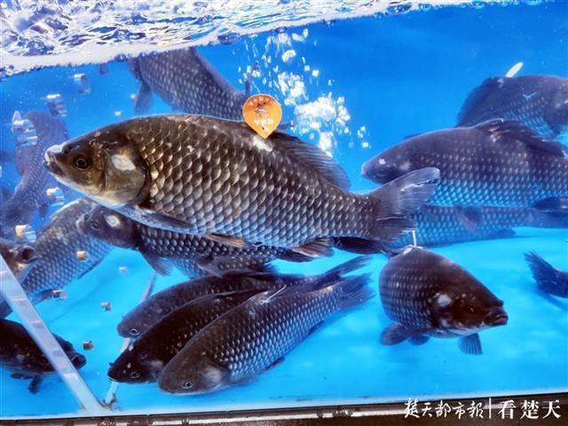 武汉超市内淡水鱼有了"身份证"