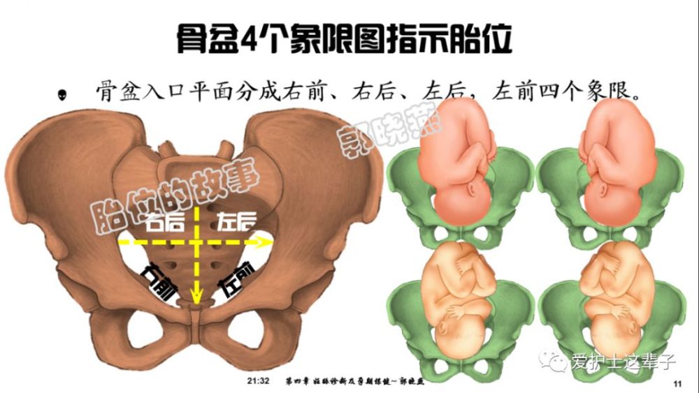 耻骨联合是骨盆的前方,骶尾骨是骨盆的后方,女人的左手方位是骨盆的