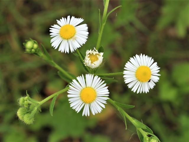 农村有一种野草,花朵与野菊花形似,市场售价每斤38元