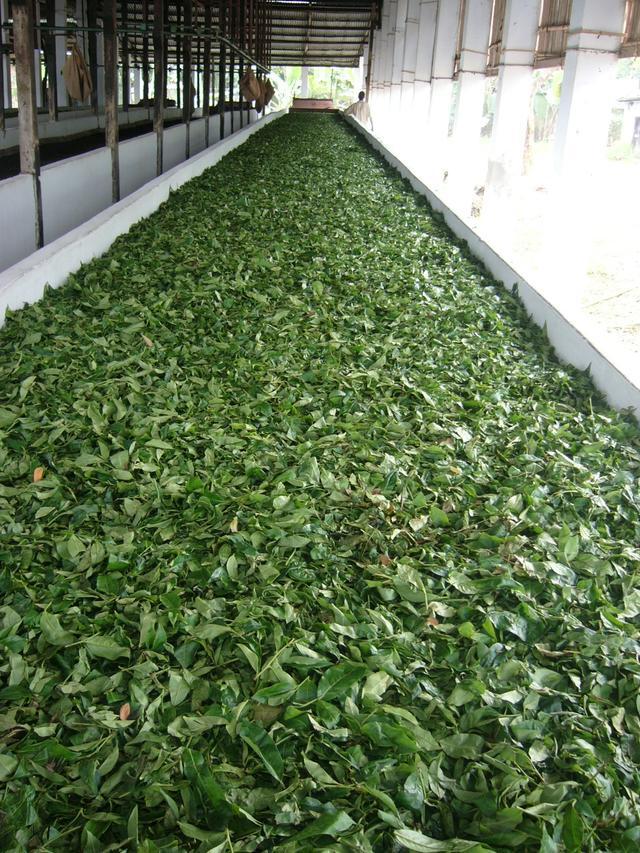 红茶变"红"的工序秘辛:萎凋与发酵