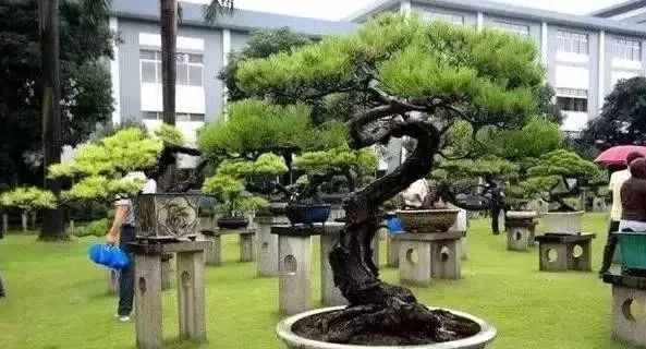 韩学年先生的私家盆景园