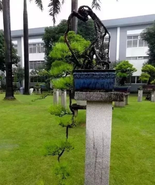 韩学年先生的私家盆景园