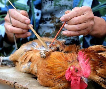 40天就出笼的鸡,都是"激素鸡",不能吃?是谣言还是确有此事?