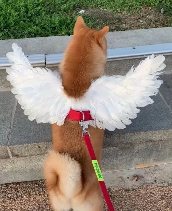 狗狗绑上天使翅膀一路跑得飞起来太美了