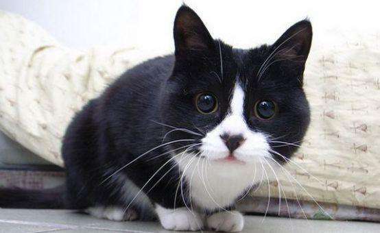 中国八大名猫乌云盖雪指的是白肚白足的黑猫.