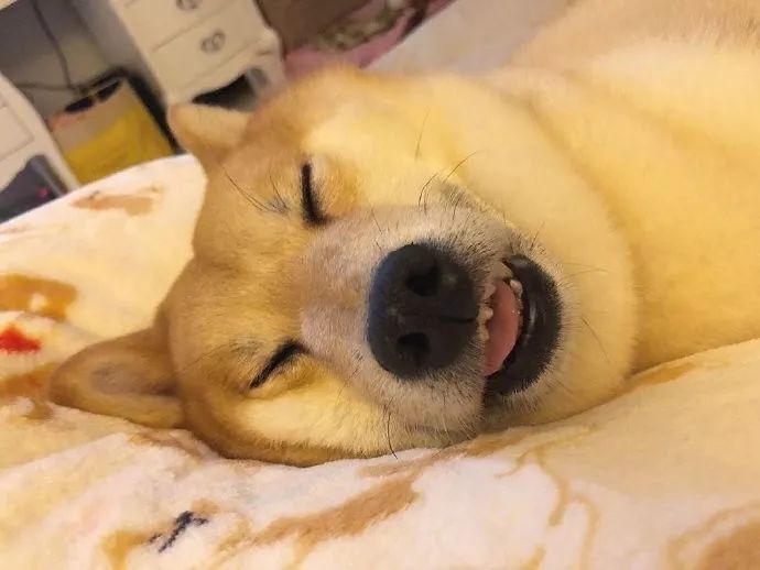 呼呼大睡的柴太香甜了