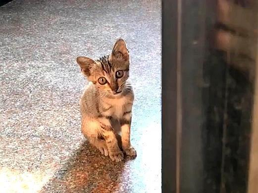 小流浪猫主动上门求收养,趴在门缝向里张望:您家缺猫