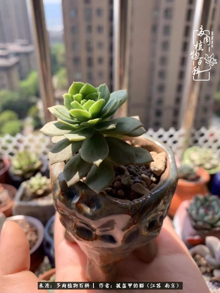 砍头绿蔷薇