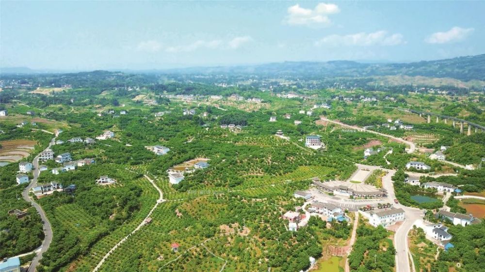 的梁平大地 乡间村落处处呈现出丰收图景 金色暖阳照耀下的硕大柚子