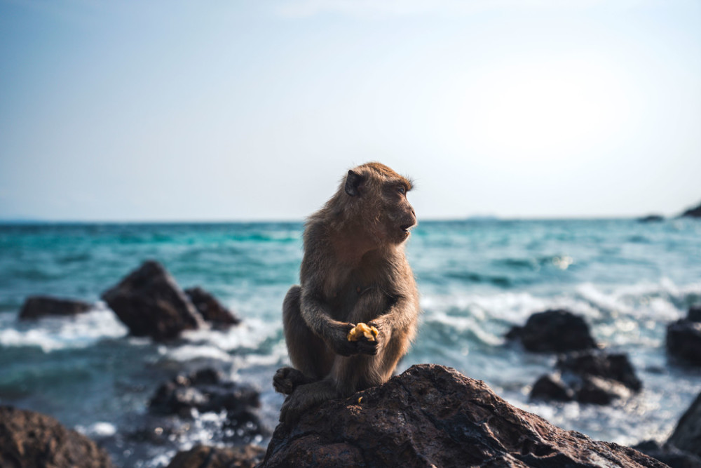 海岛上与人共处的猴子