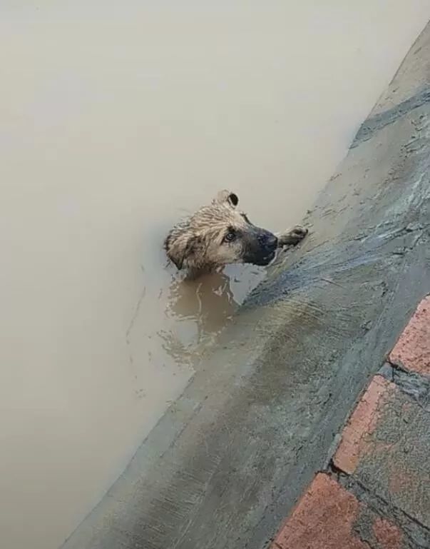 落水狗着急求助,一条毛巾让狗咬住,结果奇迹发生