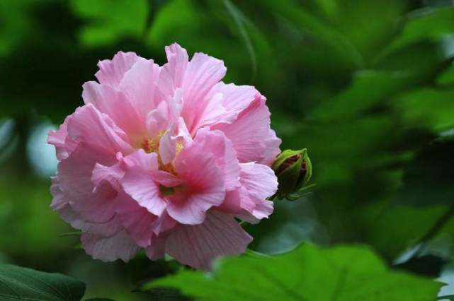 海上花语 芙蓉花:拒霜盛开,三醉其颜