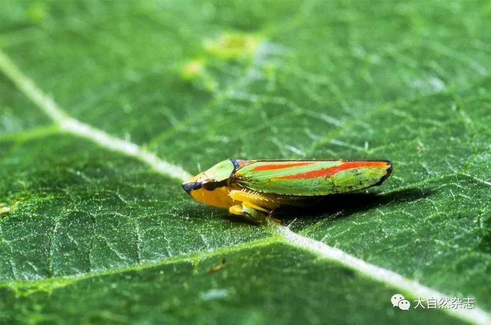 口针携带式,是指昆虫的口针刺入生病的植物后立刻黏附了植物病毒,但