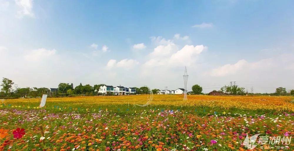 16万人次国庆游石淙花海,绿色经济助推乡村振兴