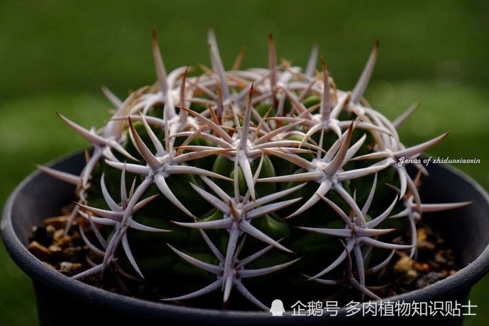 与众不同的海王丸,原来仙人球也可以这样长