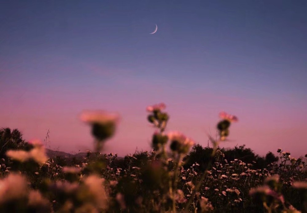 花月朦胧背景图:云破月来花弄影