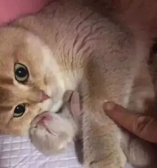 猫妈妈生了只小猫每天抱怀里谁也不准碰主人多摸一下就发火