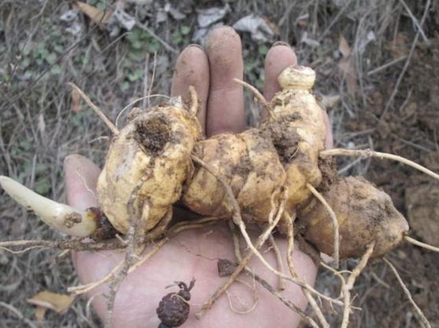 1种杂草"块茎大",以往称它为"老虎姜",植株少见,还