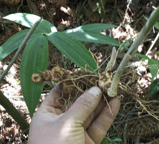 1种杂草"块茎大",以往称它为"老虎姜",植株少见,还