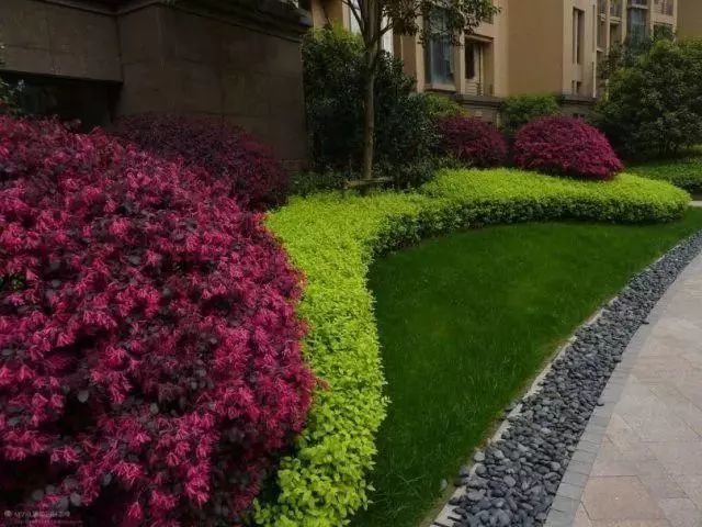 庭院景观常用主景树大全--农村豪宅自建房别墅庭院子景观绿化翻新改造