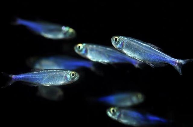小型观赏鱼:蓝灯鱼