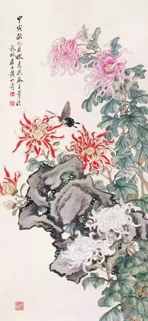 黄山寿 菊花