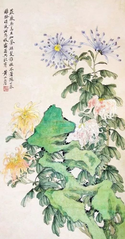 黄山寿 菊花