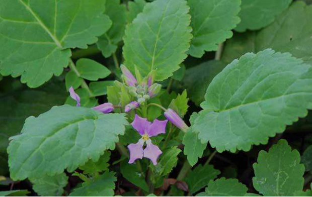 荒野维生野菜系列——诸葛菜