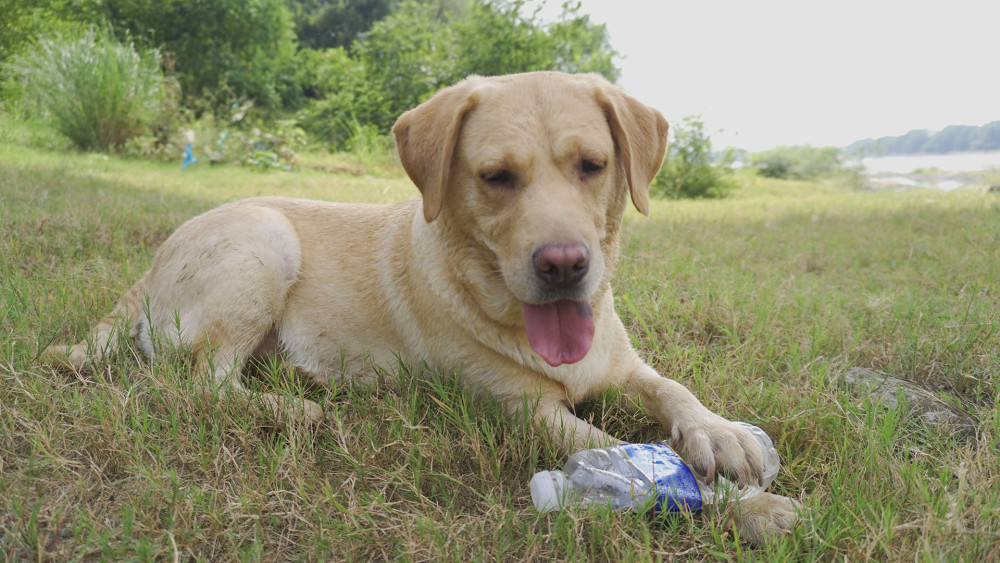 拉布拉多犬在草地上撒欢玩耍瞬间萌翻一众人!