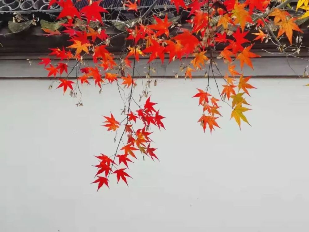 一场秋雨一场寒,秋雨敲心窗,绵绵思绪长