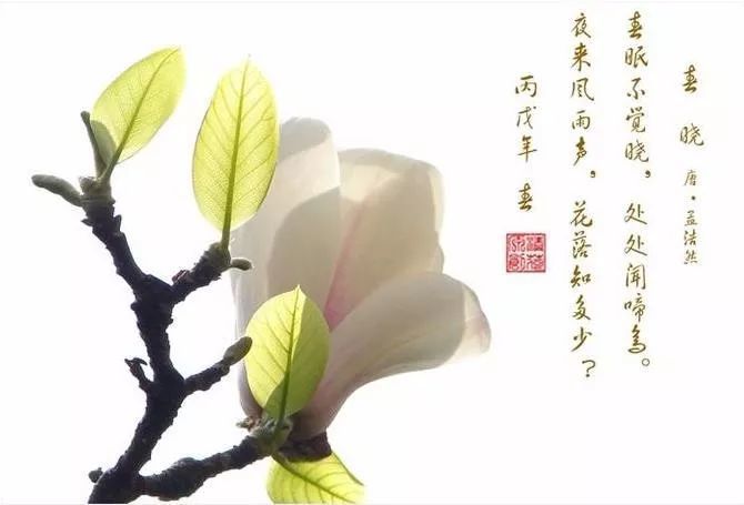 古诗词文赏析之唐诗《春晓》孟浩然