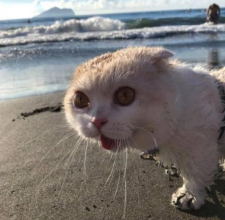 猫咪第一次去海边,表情失控,脸上写着不可思议:好大的