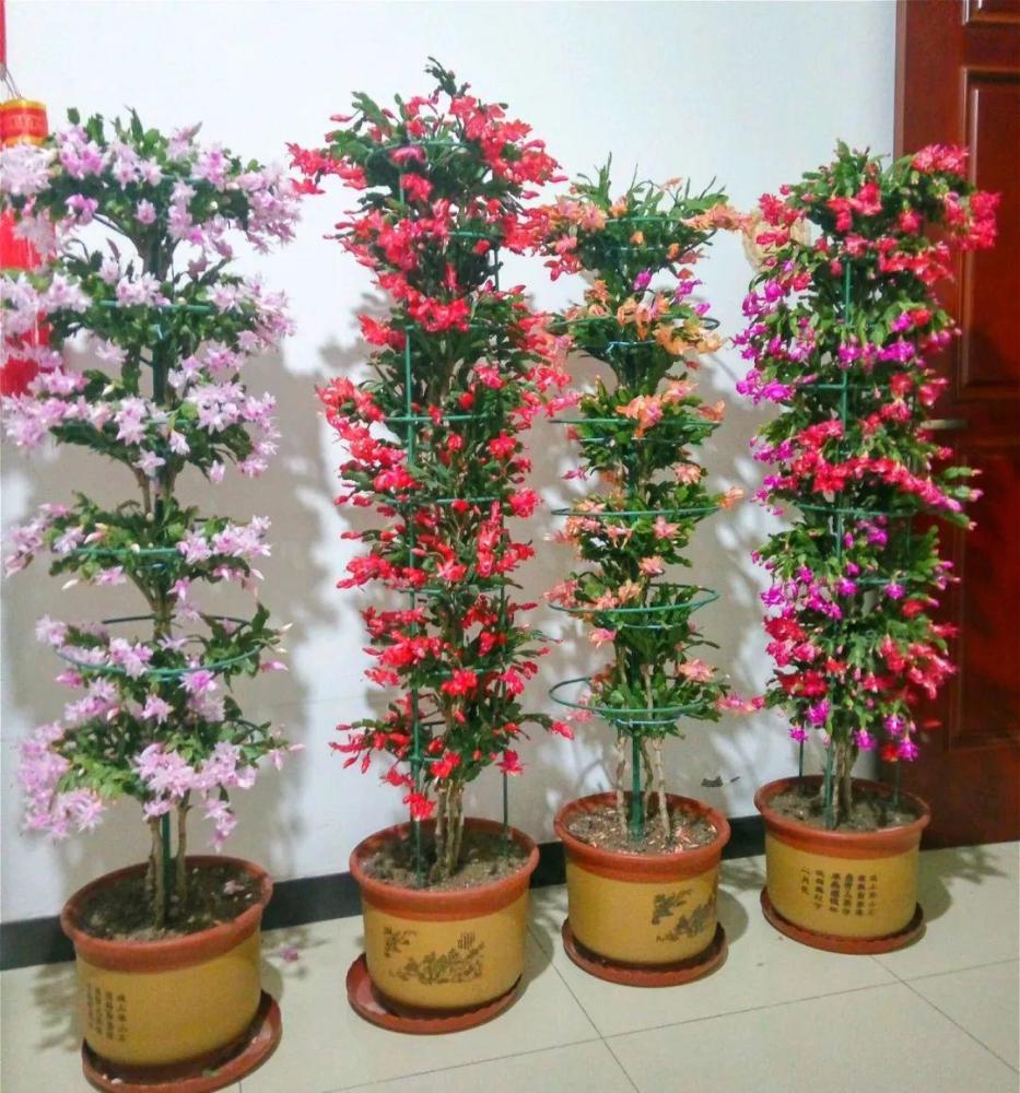 客厅养盆蟹爪兰,开花直冲房顶,谁看了都眼红!