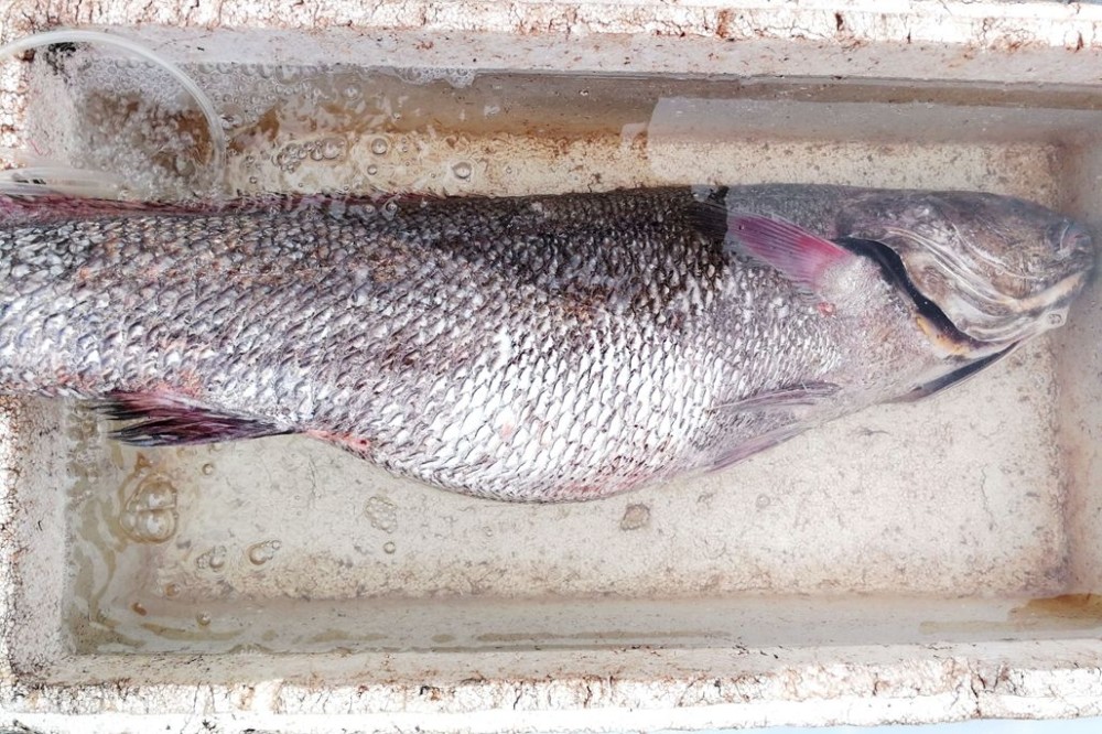 15斤鳘鱼100元一斤,活对虾60元一斤,渔港码头真有好