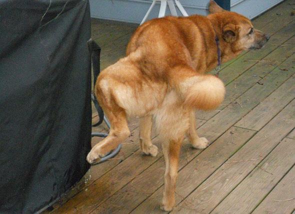 狗狗为什么会乱拉乱尿如何让它学会定点大小便6步训练就到位