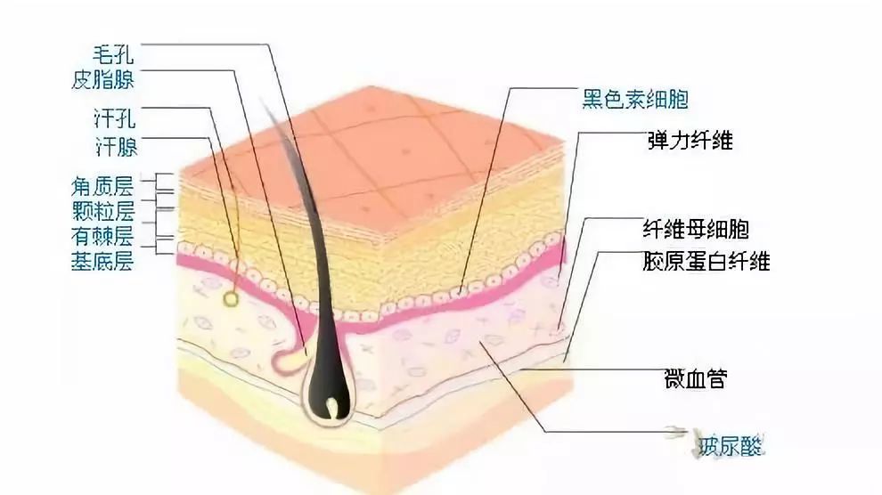 所以补水是我们秋季护肤的必修课! 毛孔的结构图