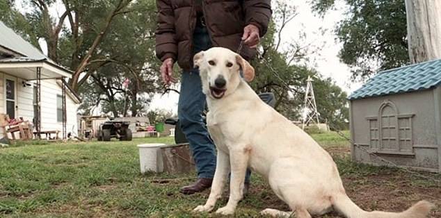 拉布拉多犬被告杀人?踩在枪支上导致走火射伤主人!