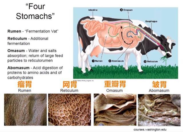 素食者联盟：素食运动健将打败肉食，不敢吃肉？