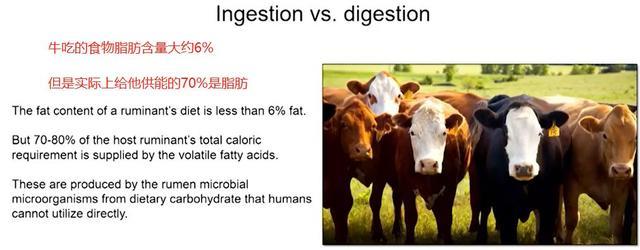 素食者联盟：素食运动健将打败肉食，不敢吃肉？