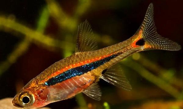 小型观赏鱼:酸性水质微型鱼图鉴