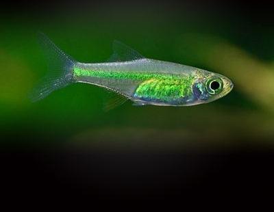 小型观赏鱼:酸性水质微型鱼图鉴
