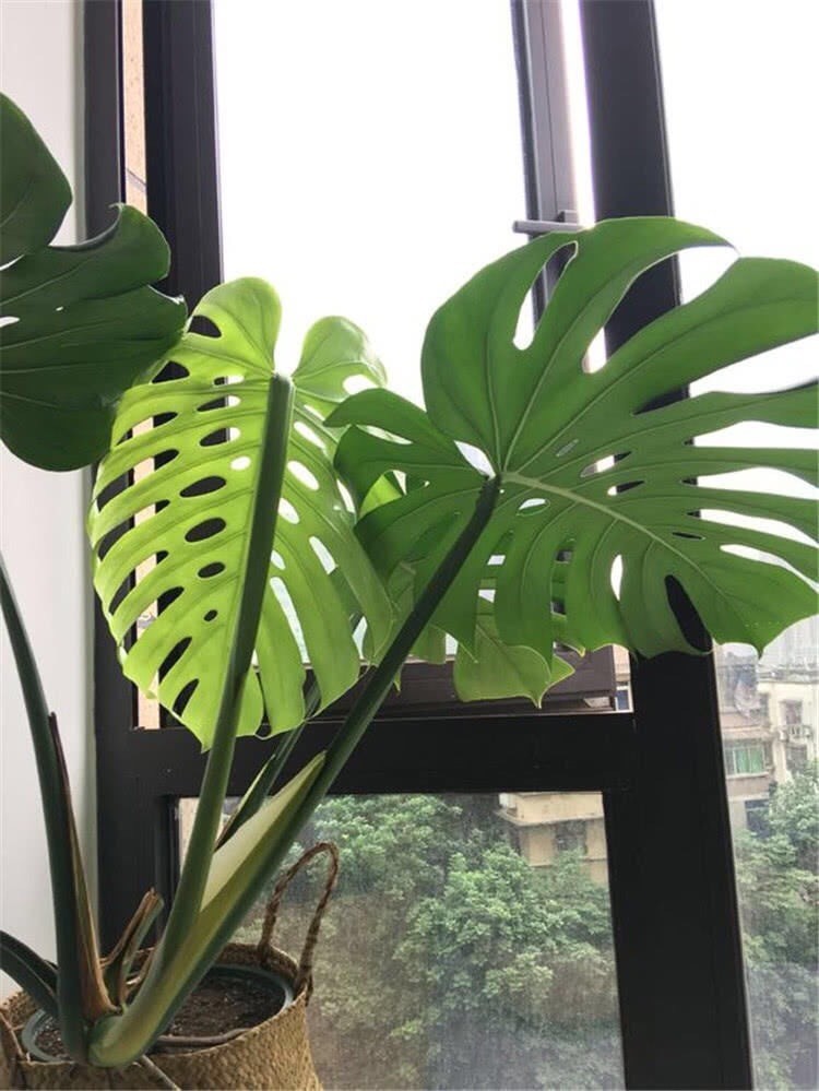 龟背竹叶片小,茎细怎么办?简单1个方法,叶大油绿,窜到